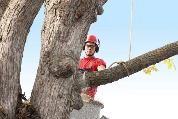  , USA Tree Services Pros